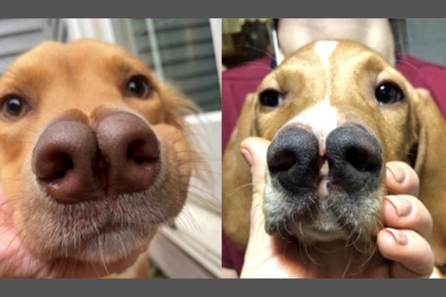 Türk Pointer, çatallı burun, yüz yarığı, genetik mutasyon, PDGFRA, köpek genetiği, insan sağlığı, embriyonik gelişim, doğuştan gelen anomaliler, araştırma, bilim, KTH Kraliyet Teknoloji Enstitüsü, Ulusal Sağlık Enstitüleri, Genome Research, Türkiye, köpek ırkları, nadir ırklar, genetik varyasyon, cerrahi tedavi
