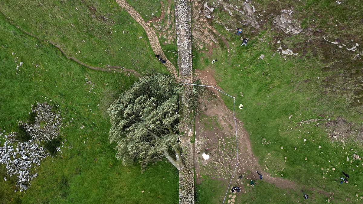 Sycamore Gap, ağaç kesimi, İngiltere, Hadrian Duvarı, doğal anıt, vandalizm, ceza, mahkeme, haber, Daniel Graham, Adam Carruthers, Northumberland Ulusal Parkı, Robin Hood: Hırsızlar Prensi, kültürel miras, çevre suçu
