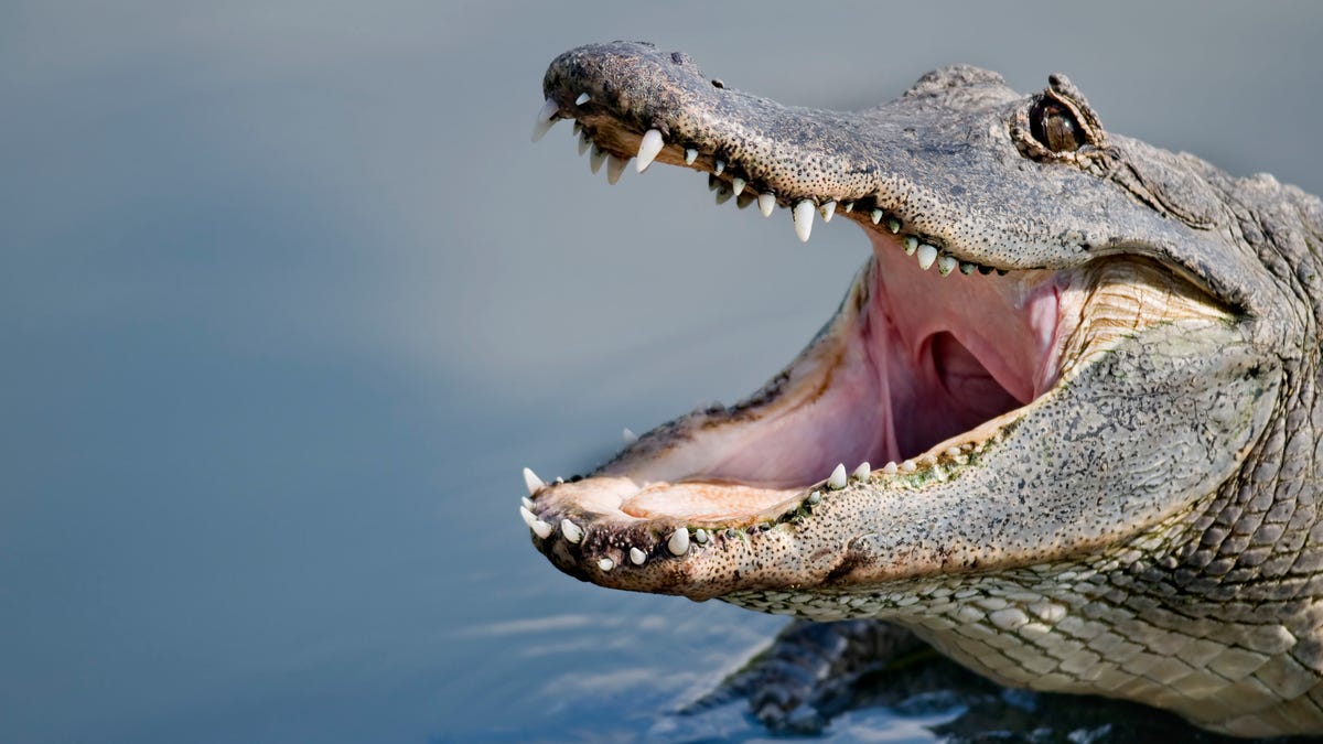 Florida, timsah saldırıları, insan davranışı, riskli davranış, önlenebilir saldırılar, Üniversite of Florida, CrocBITE veritabanı, durum farkındalığı, yaban hayatı, rekreasyonel aktiviteler, Mark Teshera, Frank Mazzotti

