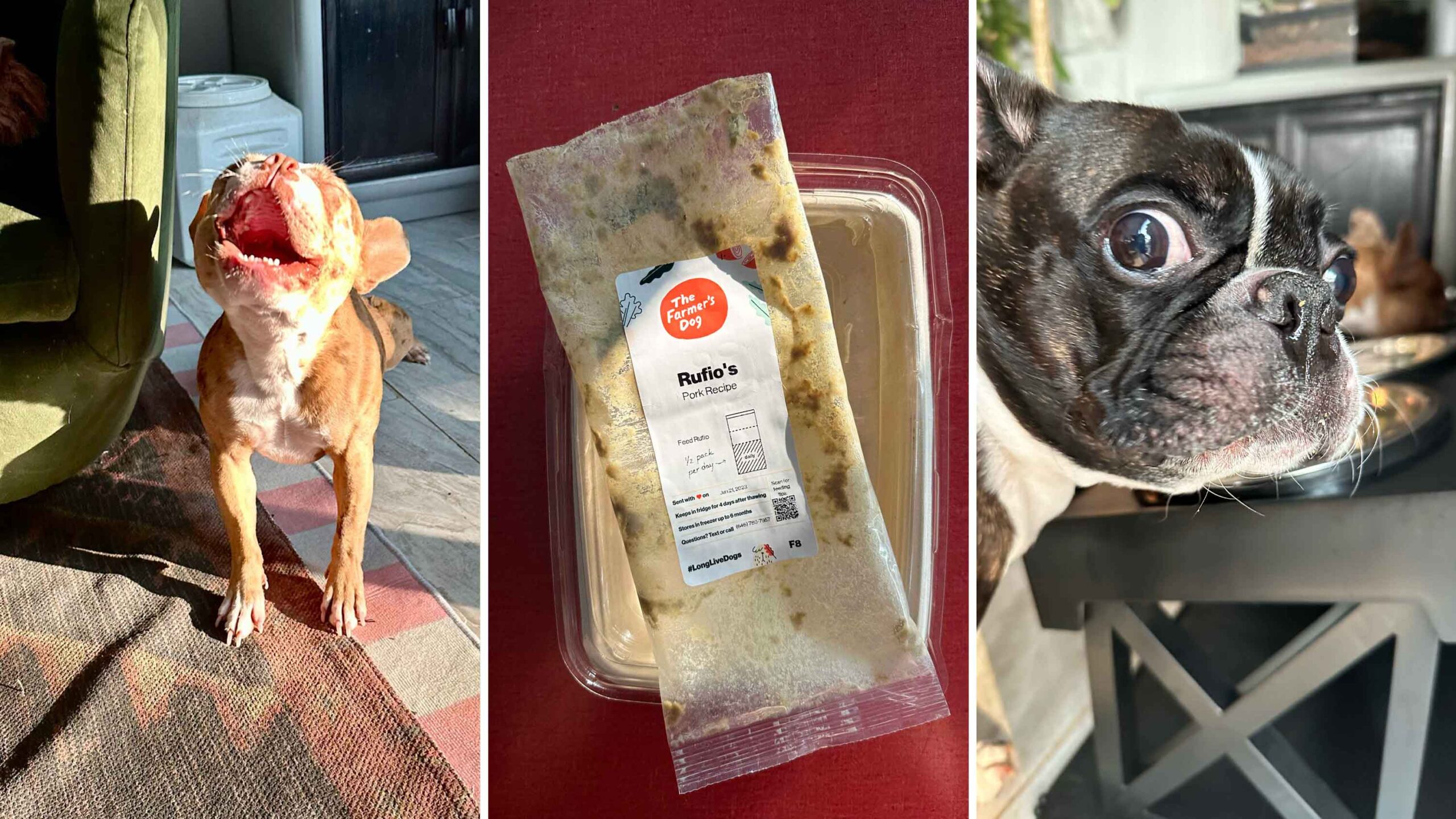 köpek maması, köpek maması fırsatları, Memorial Day indirimleri, köpek maması indirimleri, çiftçi köpeği, taze köpek maması, köpek maması teslimatı, veteriner hekim tarafından geliştirilen köpek maması, insan sınıfı köpek maması, köpek maması kişiselleştirme, köpek maması fiyatları, köpek maması beslenme, köpek maması sindirim, köpek maması geçişi, Chewy fırsatları, köpek maması kuponu, köpek bakımı, evcil hayvan fırsatları, Rufio, Ace, Memorial Day 2025
