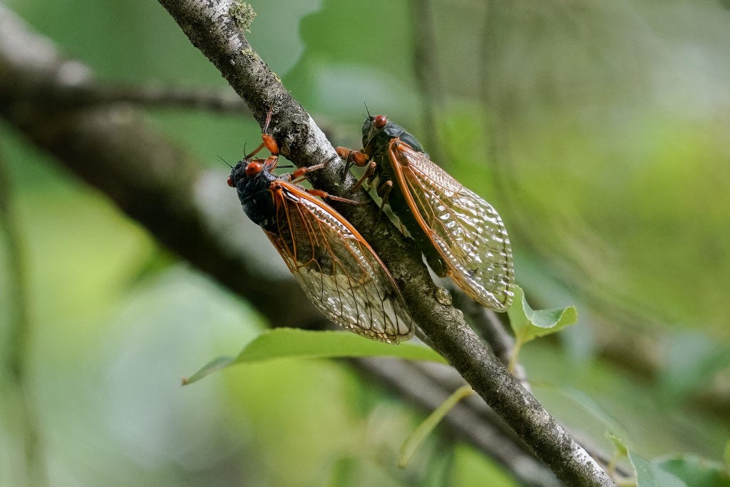 cicadas, Brood XIV, periodical cicadas, cicada sightings, cicada map, Cicada Safari, cicada emergence, cicada life cycle, cicada damage, cicada noise, cicada brood, cicada states, cicada facts, cicada activity, cicada 2025, cicada information, cicada research, cicada locations, cicada season, oak leaf itch mites
