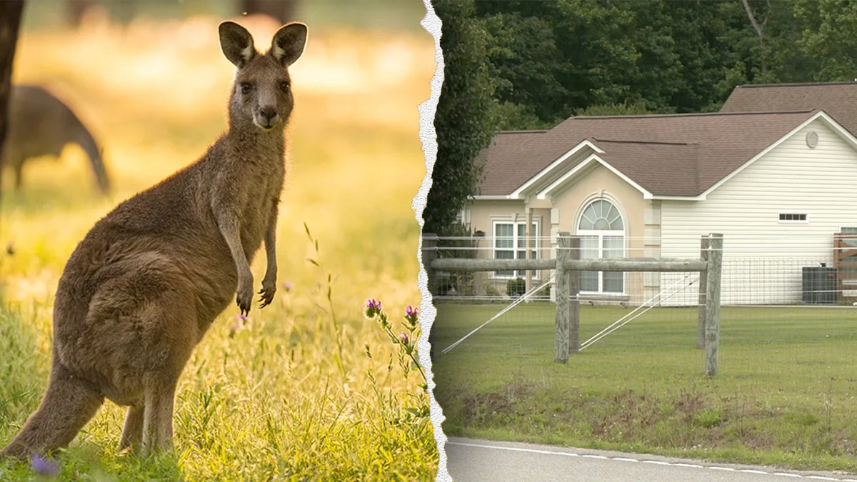 Kanguru saldırısı, Güney Carolina, hayvanat bahçesi ölümü, Eric Slate, 5 Yıldızlı Çiftlik, Horry County, petting zoo, hayvan saldırısı, kanguru, valabi, ölümcül saldırı, hayvanat bahçesi kazası, hayvanat bahçesi güvenliği, evcil hayvanat bahçesi, Florida kanguru, ayı saldırısı, rakun meth piposu, South Carolina hayvanat bahçesi, hayvanat bahçesi olayı

