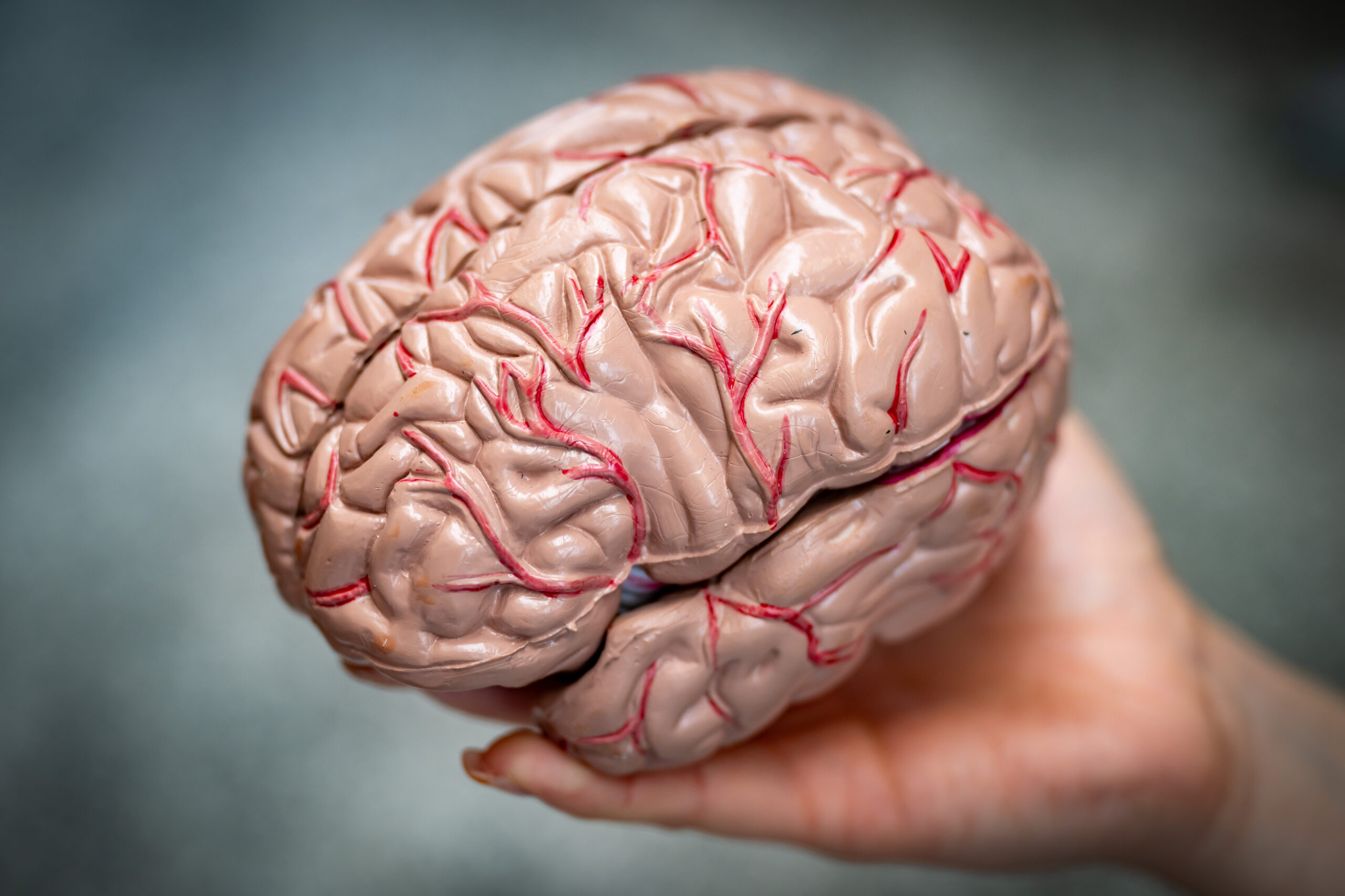 ideoloji, beyin, bilişsel esneklik, bilişsel katılık, siyasi inançlar, nöroloji, Leor Zmigrod, The Ideological Brain, kültür, din, hoşgörü, Wisconsin Kart Sıralama Testi, belirsizlik, dogma, ilkeler, ahlak, aşırıcılık, polarizasyon, nörobilim
