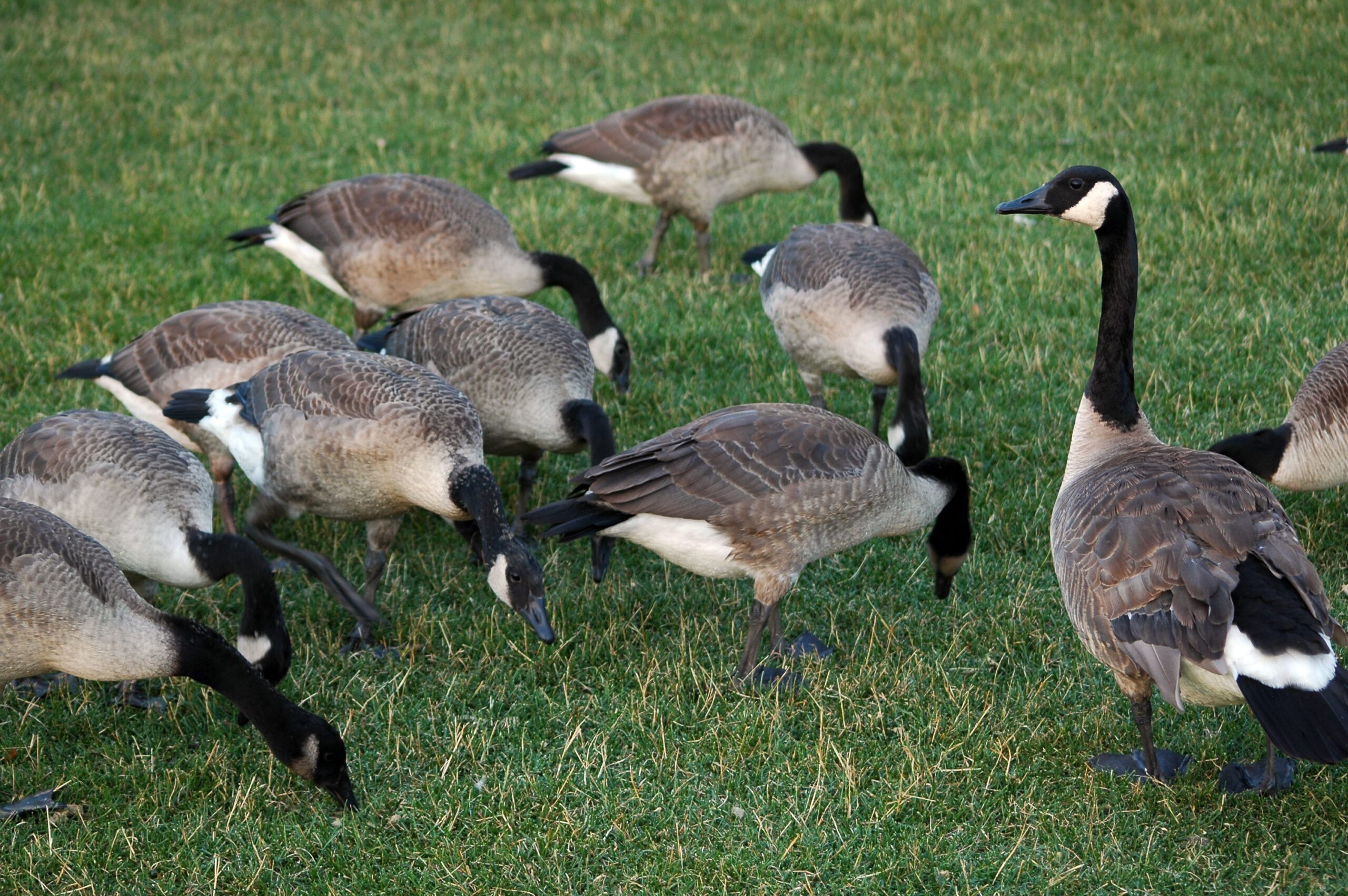 Kanada kazı programı, Michigan DNR, kaz popülasyonu kontrolü, ötenazi, gazla öldürme, insan-kaz çatışması, kuş gribi, doğal kaynaklar, Senatör Dayna Polehanki, In Defense of Animals, etik olmayan yöntemler, ölümcül olmayan yöntemler, habitat modifikasyonu, yuva imhası, yumurta imhası, kaz sorunları, nüfus kontrolü, vahşi yaşam yönetimi, Michigan
