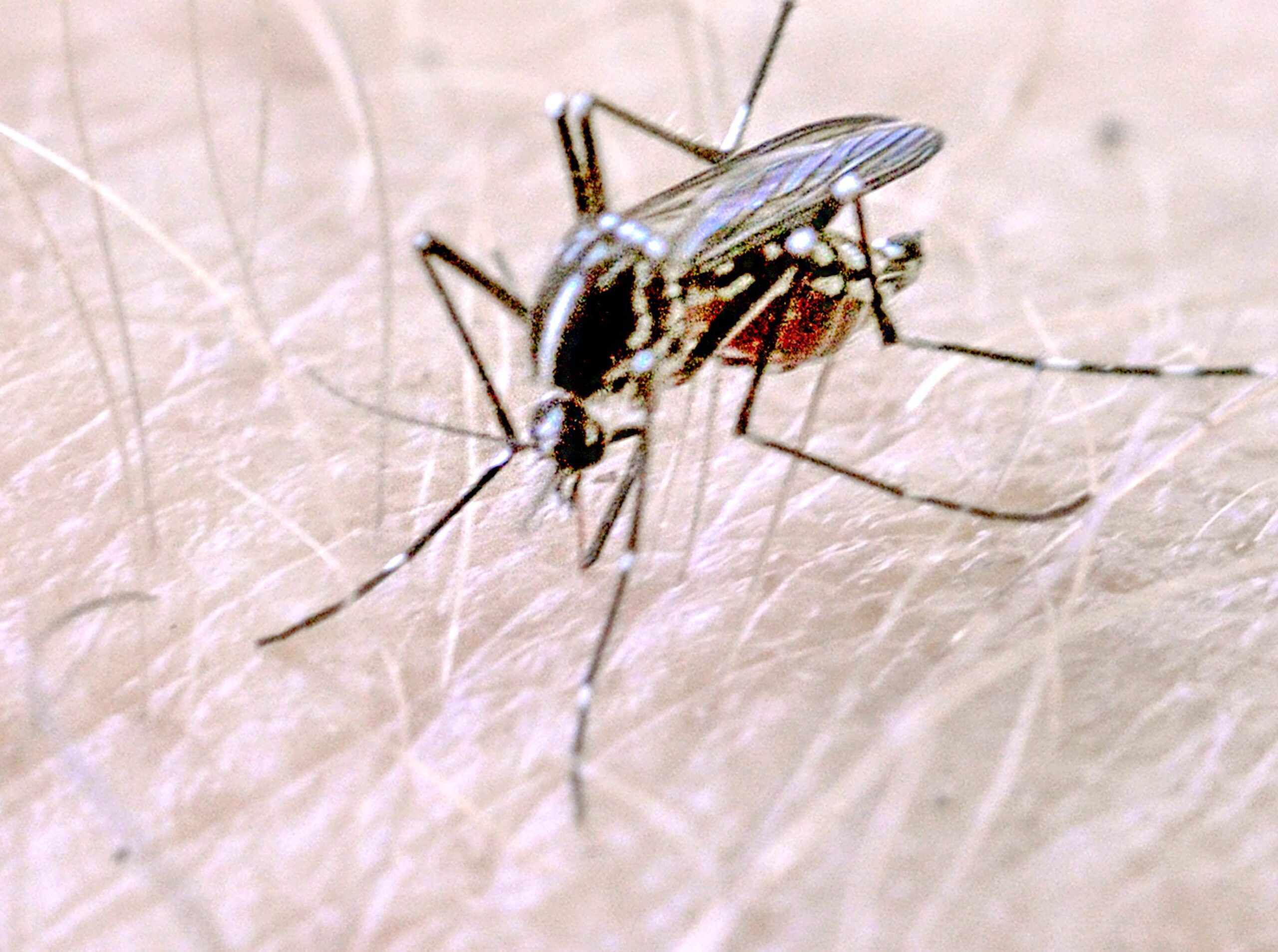chikungunya aşısı, Ixchiq, FDA, yan etkiler, yaşlılar, aşı güvenliği, Valneva, hastalık, sivrisinek, Avrupa İlaç Ajansı, güvenlik incelemesi, sağlık riski, kronik rahatsızlıklar, aşı raporlama sistemi, ölüm vakaları
