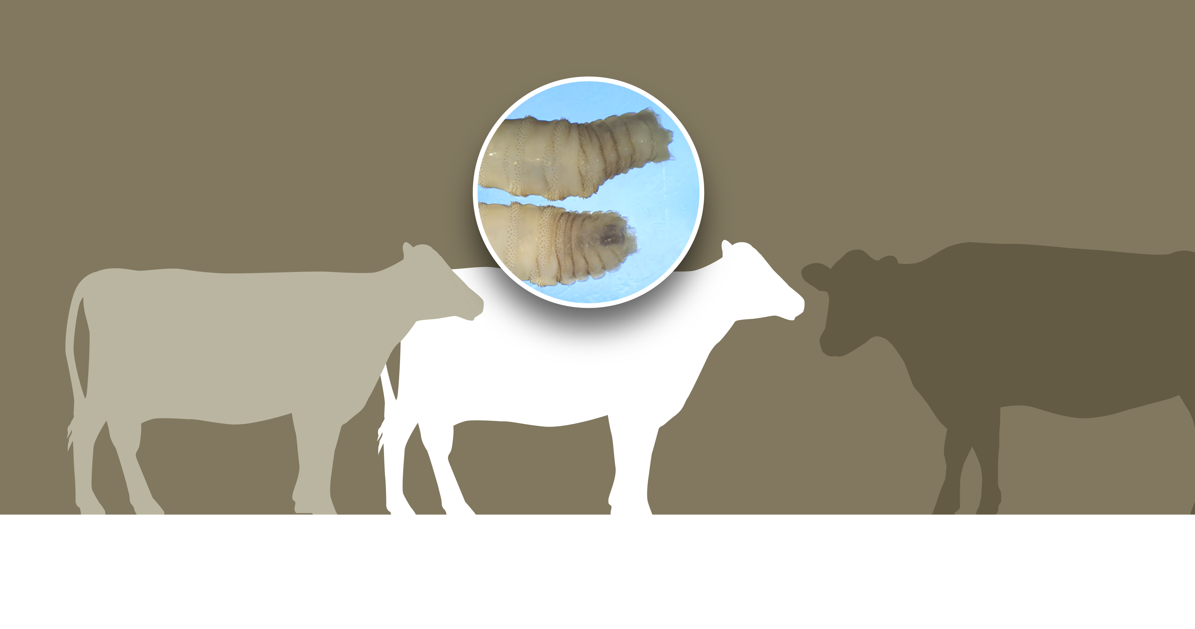 ABD, Meksika, canlı hayvan, sığır, at, bizon, ithalat yasağı, güney sınırı, Yeni Dünya Vidala Kurt, parazit sineği, myiasis, et yiyen kurtçuklar, enfeksiyon, hayvan sağlığı, insan sağlığı, hayvancılık, yara, semptomlar, teşhis, tedavi, USDA, Hastalık Kontrol ve Önleme Merkezleri (CDC), Oaxaca, Veracruz
