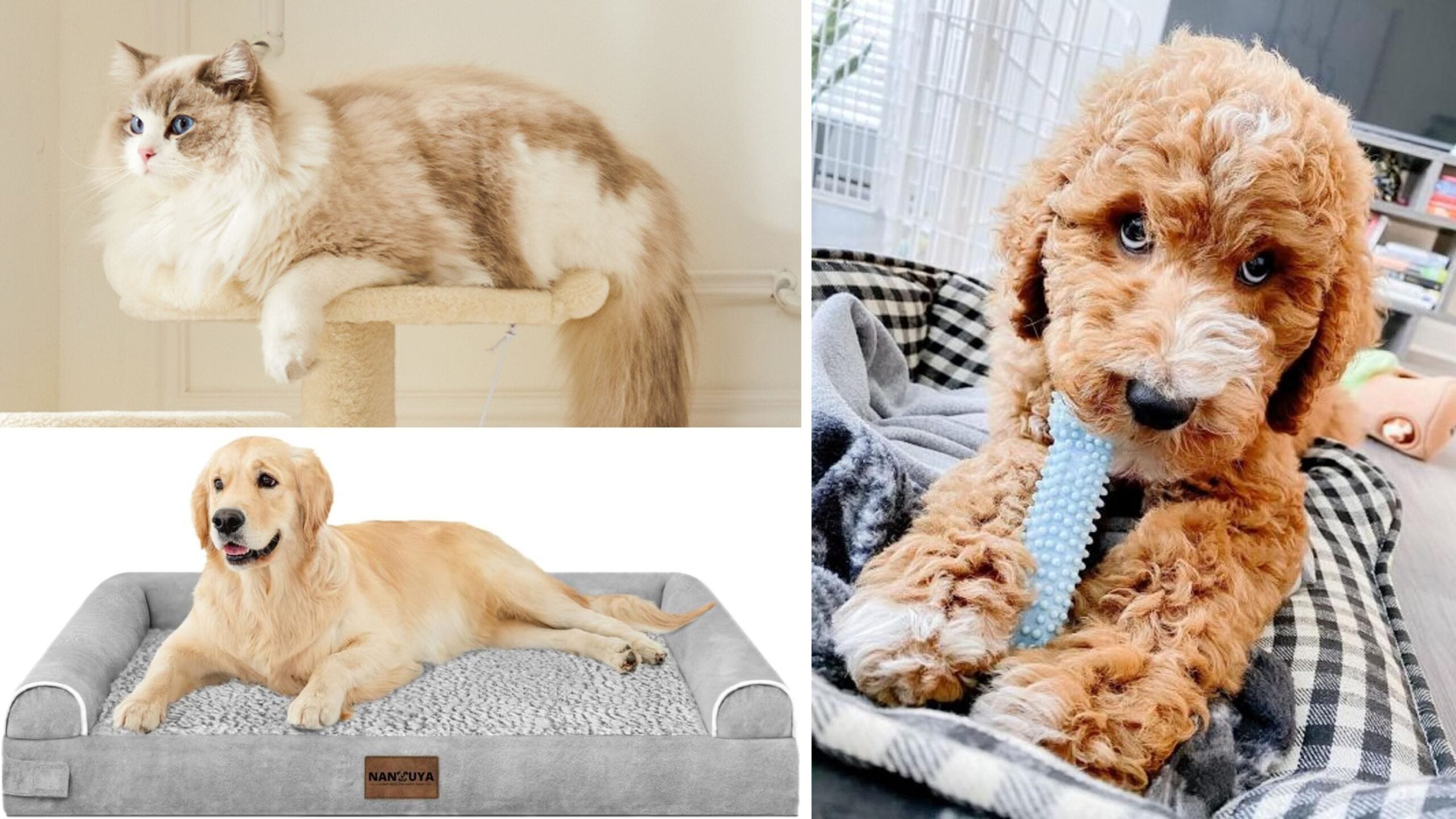 Amazon Pet Day, hayvan malzemeleri indirimi, evcil hayvan ürünleri, kedi maması, köpek maması, kedi kumu, köpek yatağı, evcil hayvan oyuncakları, evcil hayvan bakımı, Amazon Prime, Memorial Day evcil hayvan indirimi, The Farmers Dog, Bil-Jac, PetSmart, Chewy, Bissell CrossWave Edge, Amazon Pet Day 2025, evcil hayvan fırsatları, hayvan sahipleri için indirimler, evcil hayvan ihtiyaçları

