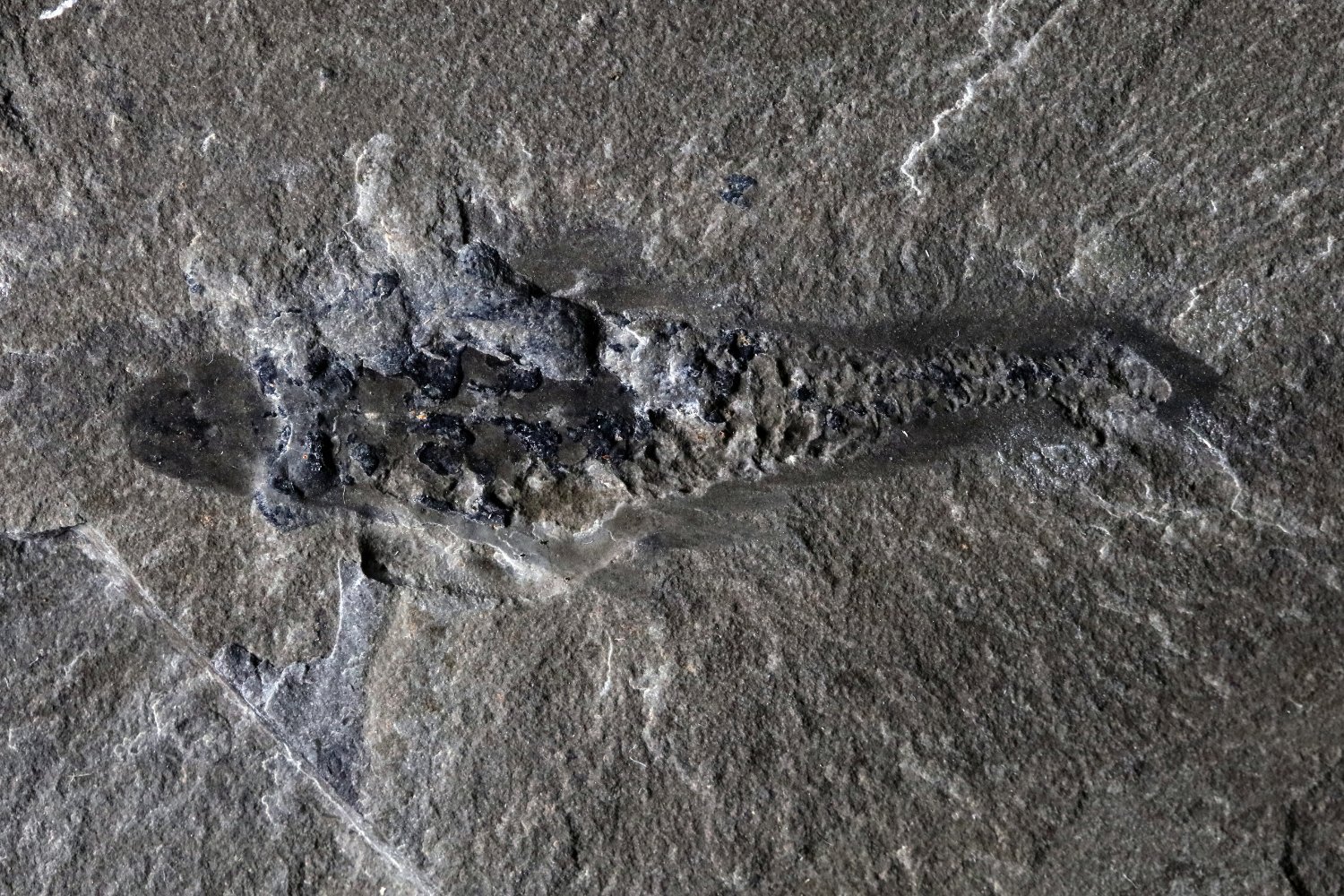 Cambrian dönemi, Mosura fentoni, Burgess Şeyli, radiodontlar, Anomalocaris, eklembacaklılar, fosil, evrim, deniz canlısı, yeni tür, bilim, Joe Moysiuk, Manitoba Müzesi, Royal Society Open Science, Titanokorys gainesi, Cambroraster falcatus, Yoho Ulusal Parkı, Kootenay Ulusal Parkı, iç anatomi, sinir dokusu, sindirim sistemi, dolaşım sistemi, bilim kurgu, Mothra, deniz güvesi
