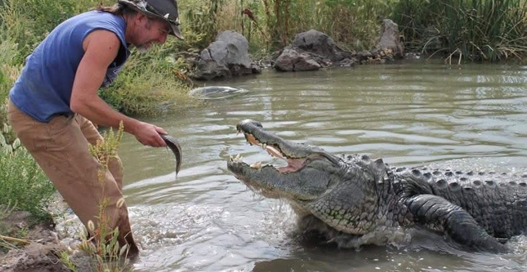 Hollywood timsahı, Mutlu Gilmore, Morris, Colorado Gators Reptile Parkı, egzotik hayvan barınağı, timsah, ölüm, Jay Young, Film Fauna, Jim Brockett, Paris, Britney, vergi dolabı, hayvan filmi, 1996 Mutlu Gilmore, 1975-2006 filmografisi
