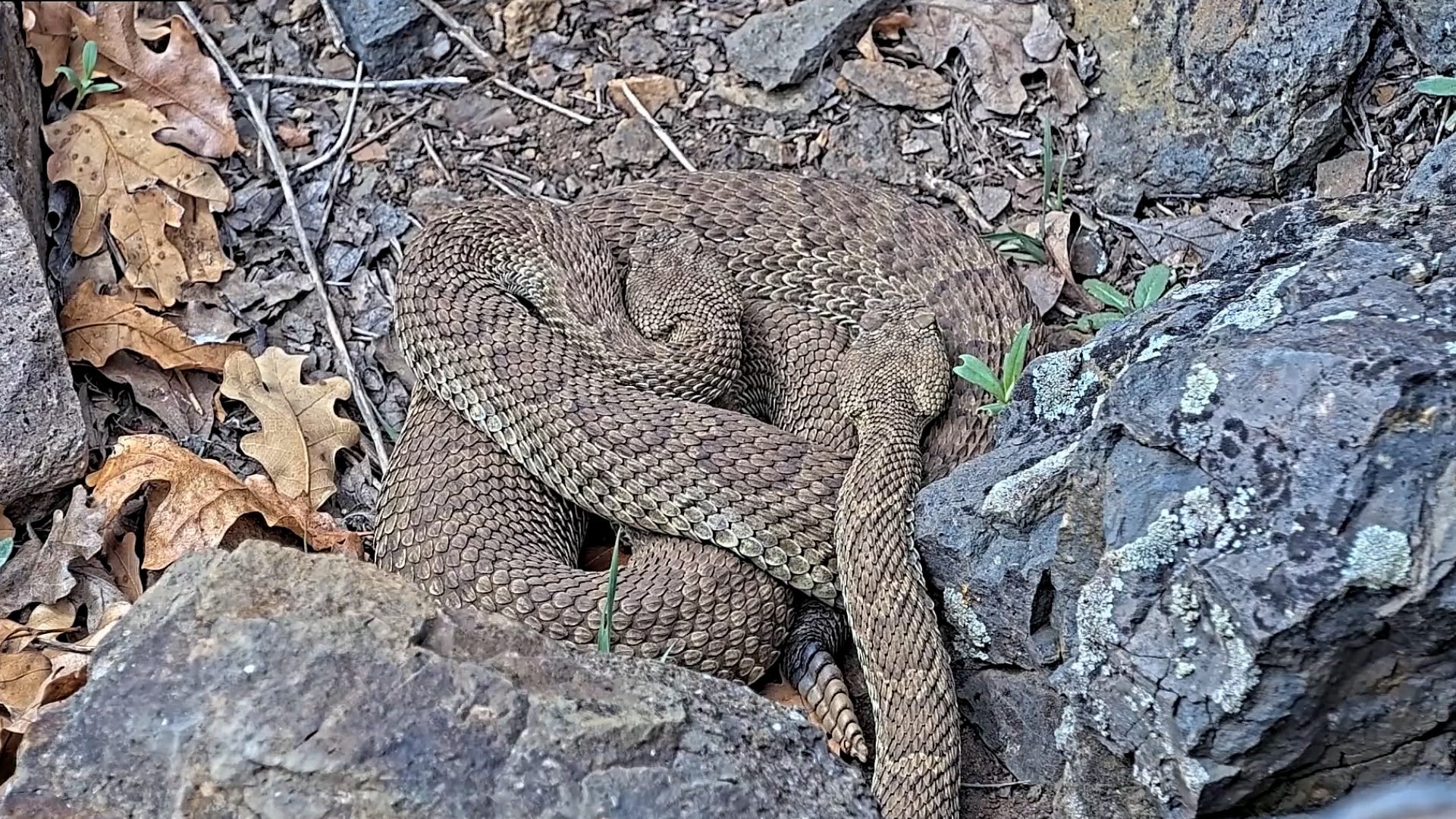 rattlesnake, çıngıraklı yılan, livestream, canlı yayın, Project RattleCam, California, Kaliforniya, Colorado, Pensilvanya, Pennsylvania, yılan, snakes, bakırbaş yılanı, copperheads, ayı, bear, doğa, nature, bilim, science, eğitim, education, ekoloji, ecology, hayvan, animal, sürüngen, reptile, kış uykusu, hibernation, YouTube, bilimsel araştırma, scientific research, tür koruma, species conservation
