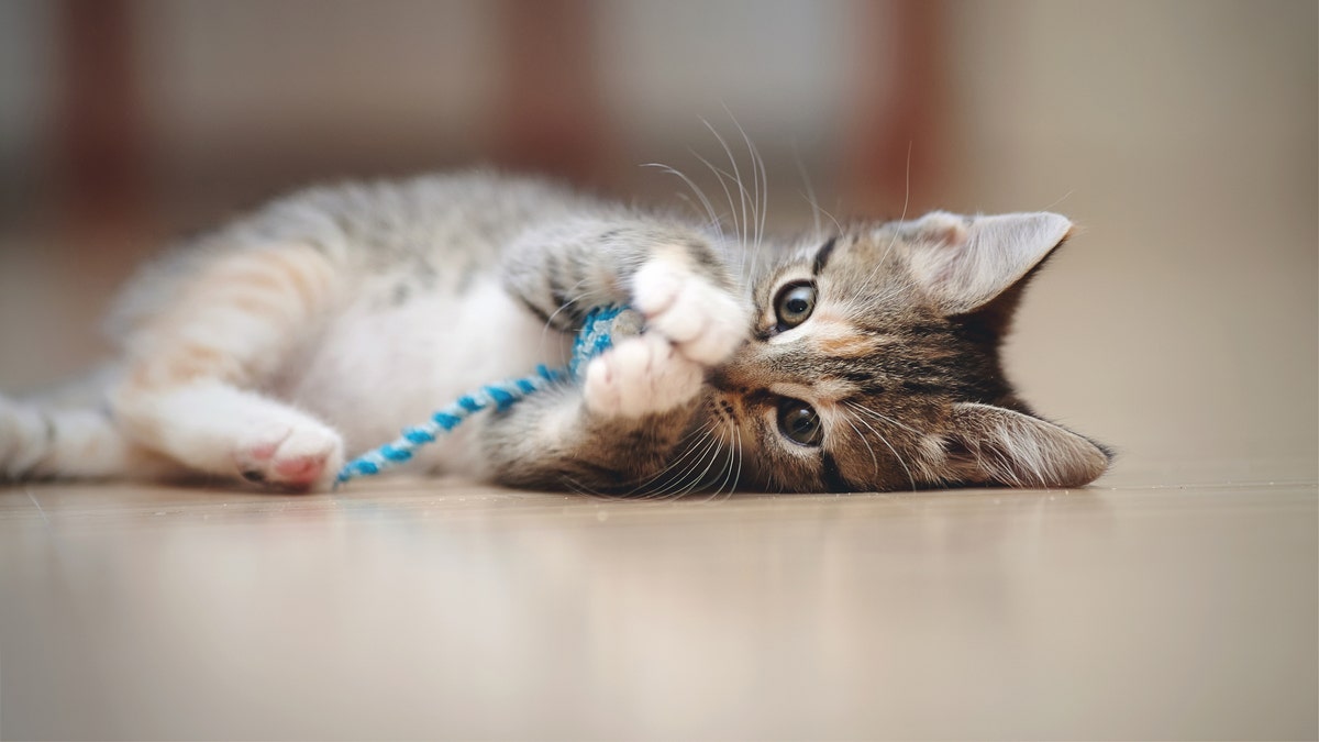 Kedi oyuncakları, kedi mobilyaları, Amazon evcil hayvan satışı, kedi otu, kedi ağacı, lazer pointer, kedi tırmalama tahtası, kedi tüneli, kedi yatağı, kedi otu, kedi oyuncağı, kedi sağlığı, evcil hayvan malzemeleri, kedi bakımı, Amazon Prime, evcil hayvan indirimi, kedi sahipleri, kedi cenneti

