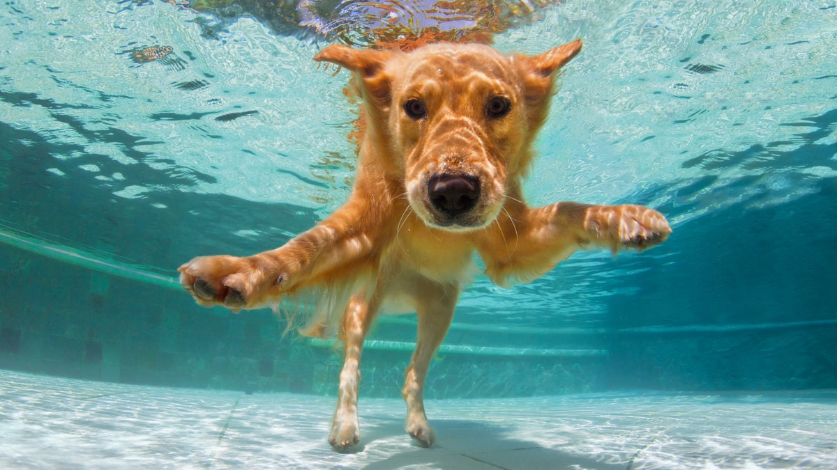 köpek malzemeleri, köpek yaz malzemeleri, köpek aksesuarları, köpek seyahat malzemeleri, Amazon Pet Sale, köpek tasması, köpek koşumu, köpek havuzu, kablosuz köpek çiti, GPS köpek takip cihazı, köpek oyuncakları, ışın kılıcı top fırlatıcı, pire ve kene tasması, Seresto, köpek yatağı, su geçirmez köpek yatağı, PETKIT su şişesi, katlanabilir köpek kulübesi, Kurgo can yeleği, köpek güvenliği, köpek sağlığı, köpek aktivitesi, köpek kamp malzemeleri, köpek yürüyüş malzemeleri, köpek gezdirme, köpek eğitimi
