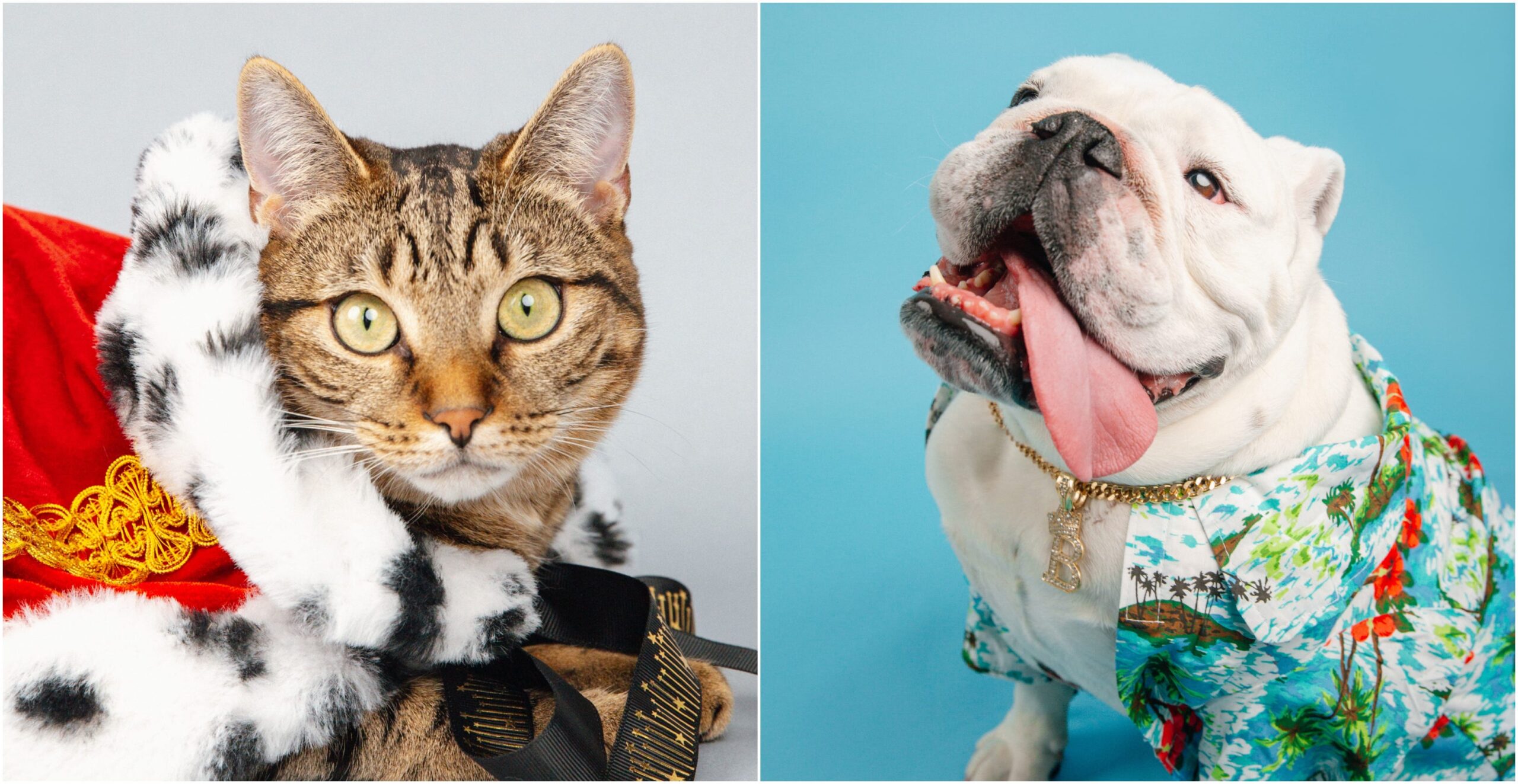 Amerika'nın En Sevilen Evcil Hayvanı, PAWS, Colossal, Buster the bulldog, Geno the cat, Modern Dog, Modern Cat, hayvan refahı, Eric Stonestreet, evcil hayvan yarışması, hayvan bağışı, evcil hayvan oylaması, veteriner hastaneleri, USA TODAY Günlük Bulmaca

