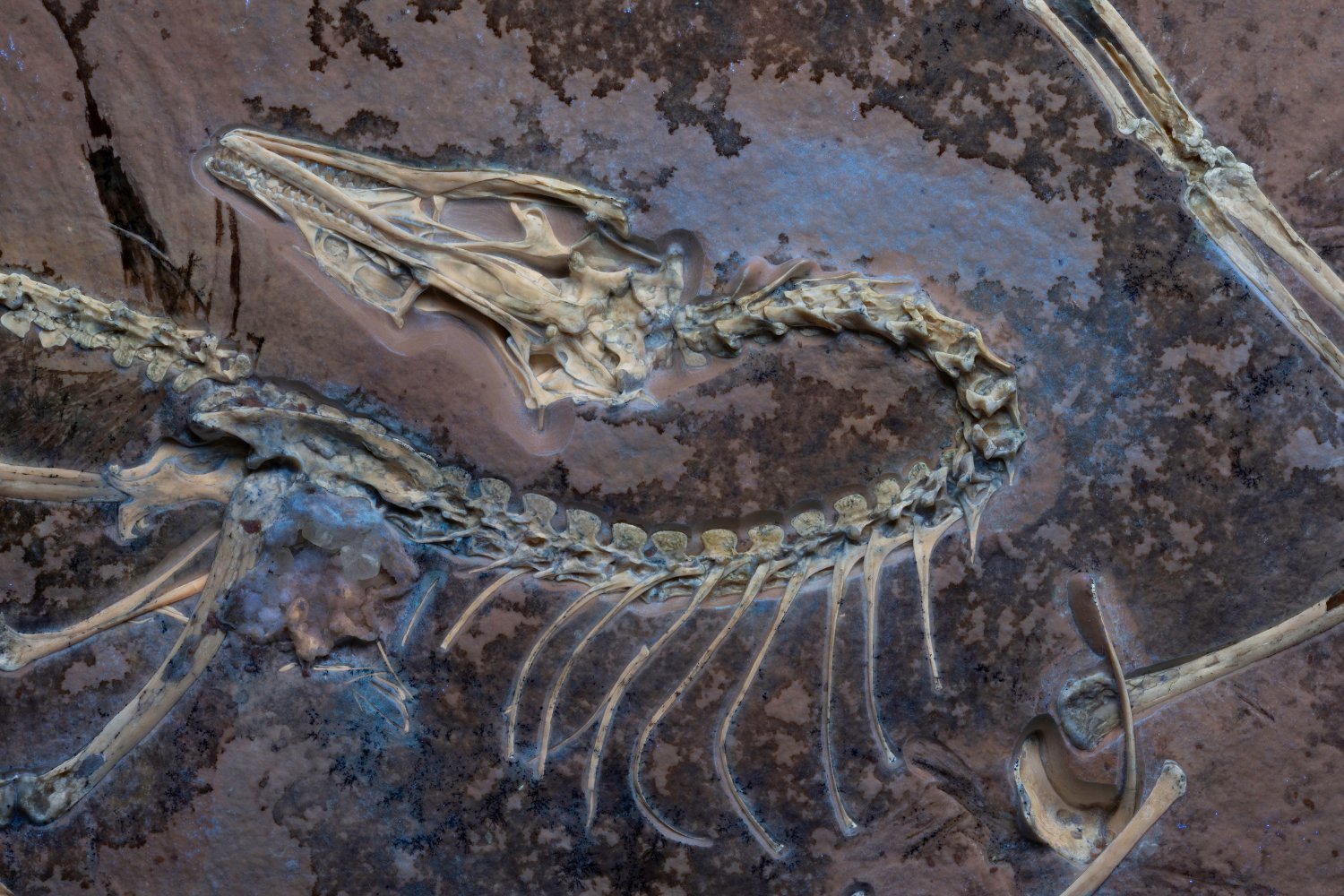 Archaeopteryx, Chicago Archaeopteryx, fosil, dinozor, kuş, evrim, paleontoloji, Jingmai O'Connor, Field Müzesi, Akiko Shinya, uçuş, tüyler, yumuşak doku, iskelet, bilim, araştırma, Almanya, kireçtaşı, keşif
